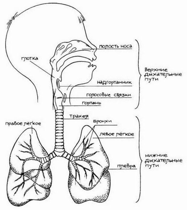 ребенок задыхается во сне - схема дыхательных путей