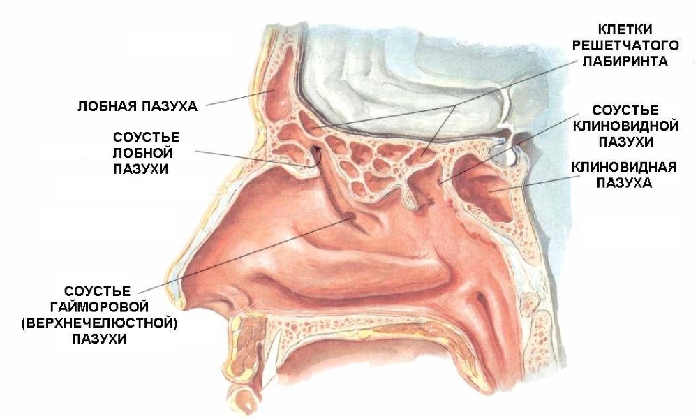 Строение носовых пазух