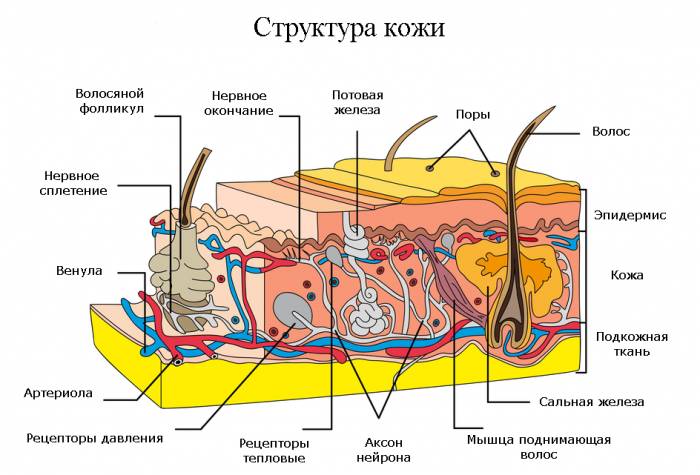 Структура кожи