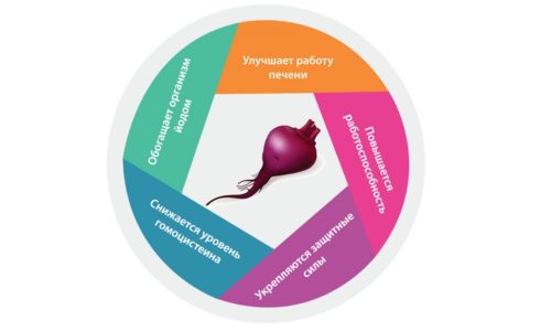 Терапевтическая эффективность свеклы обусловлена наличием в ней большого и сложного комплекса биологически активных веществ