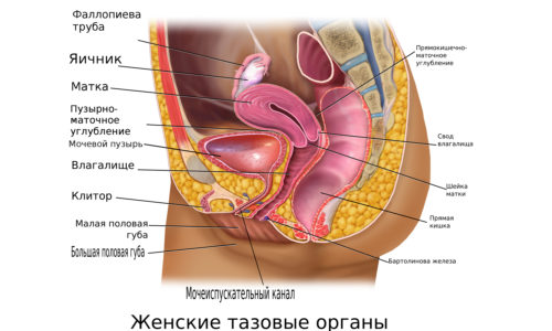 Матка и другие органы малого таза расположены близко к кишечнику, из-за чего менструации могут напрямую влиять на течение заболевания